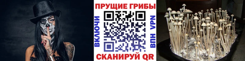 Купить где  Кропоткин  Псилоцибиновые грибы MAGIC MUSHROOMS 